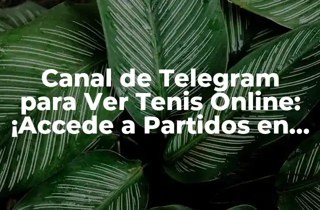 Canal de Telegram para Ver Tenis Online: ¡accede a Partidos en Vivo!