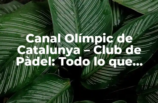 Canal Olímpic de Catalunya – Club de Pàdel: Todo Lo que Necesitas Saber