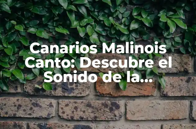 Canarios Malinois Canto: Descubre el Sonido de la Perfección