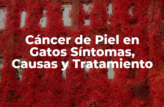 Cáncer de Piel en Gatos Síntomas, Causas y Tratamiento