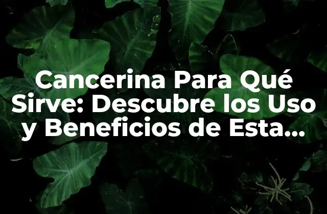 Cancerina para Qué Sirve: Descubre los Uso y Beneficios de Esta Hierba Natural