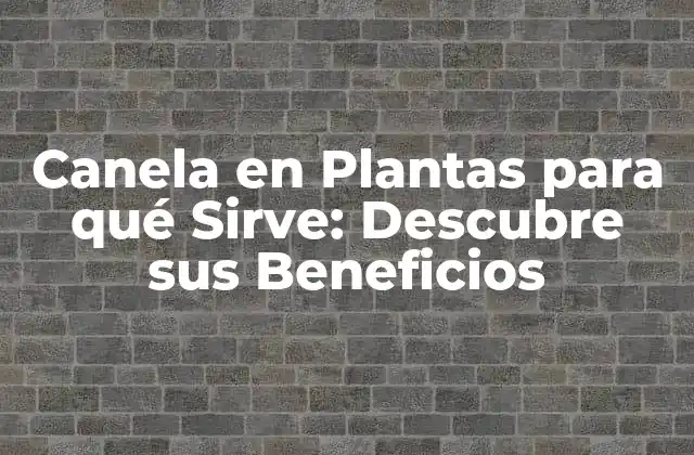 Canela en Plantas para Qué Sirve: Descubre Sus Beneficios