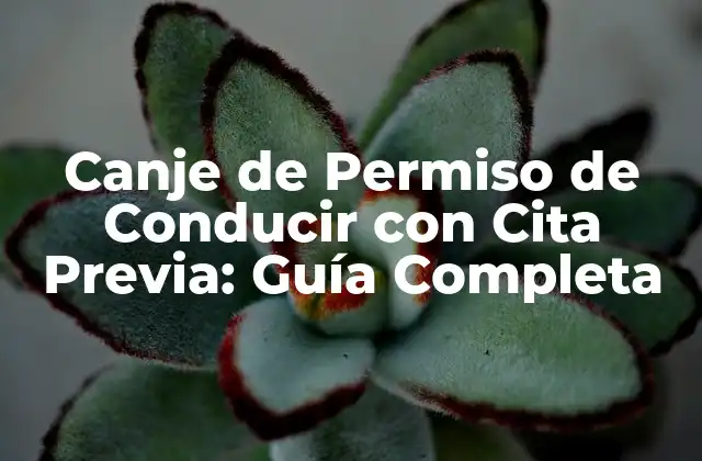Canje de Permiso de Conducir con Cita Previa: Guía Completa