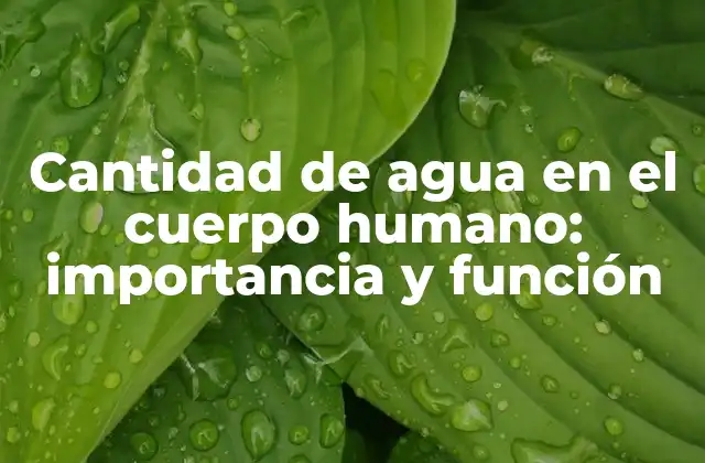 Cantidad de Agua en el Cuerpo Humano: Importancia y Función