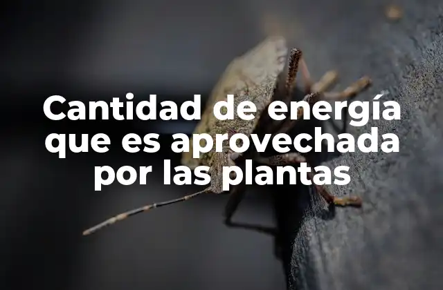 Cantidad de Energía que es Aprovechada por las Plantas