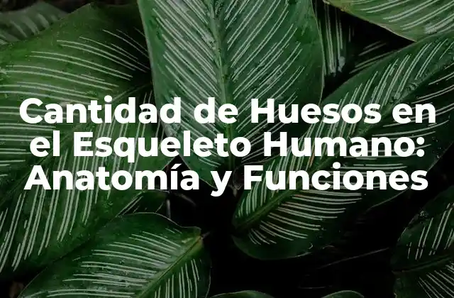 Cantidad de Huesos en el Esqueleto Humano: Anatomía y Funciones
