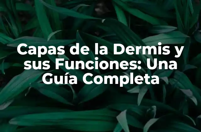 Capas de la Dermis y Sus Funciones: una Guía Completa