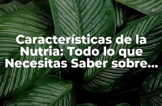 Características de la Nutria: Todo Lo que Necesitas Saber sobre Estos Mamíferos Acuáticos