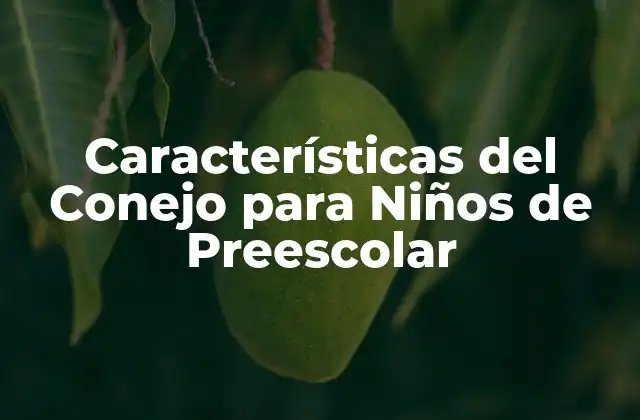 Características Del Conejo para Niños de Preescolar 2 ¿Cuál es el Tamaño de un Conejo?