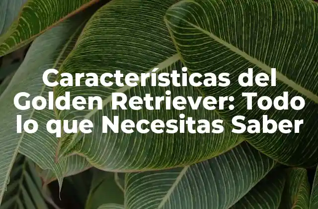 Características Del Golden Retriever: Todo Lo que Necesitas Saber
