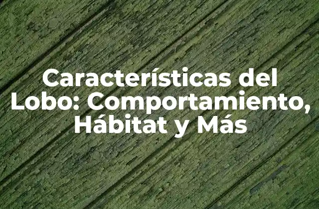 Características Del Lobo: Comportamiento, Hábitat y Más