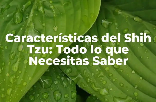 Apariencia Física del Shih Tzu