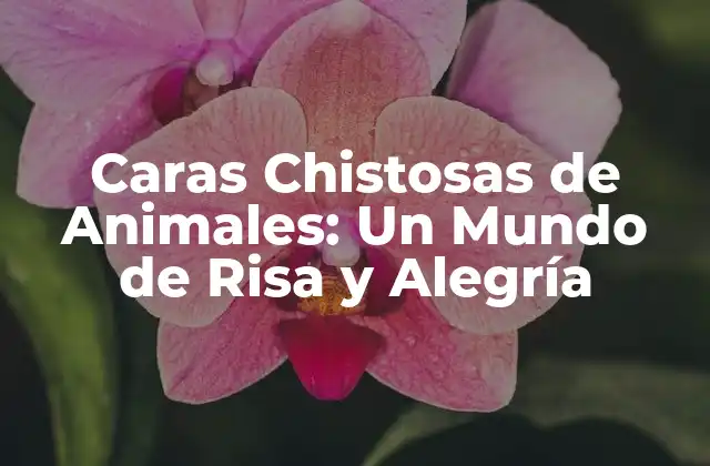 Caras Chistosas de Animales: un Mundo de Risa y Alegría 2 ¿Por qué las Caras Chistosas de Animales nos Hacen Reír?