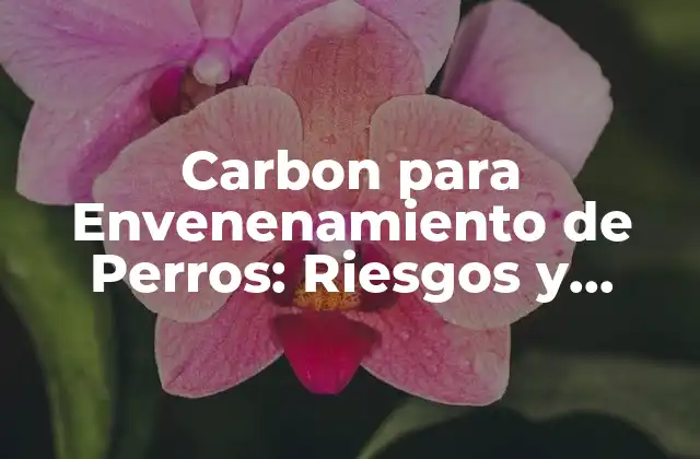 Carbon para Envenenamiento de Perros: Riesgos y Consecuencias
