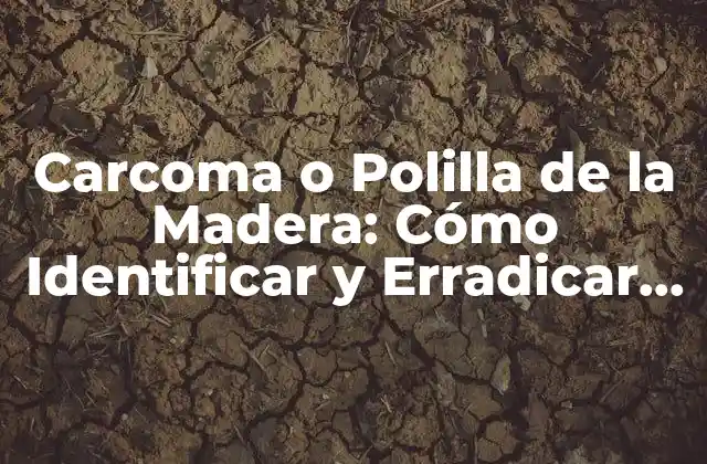 Carcoma o Polilla de la Madera: Cómo Identificar y Erradicar el Problema