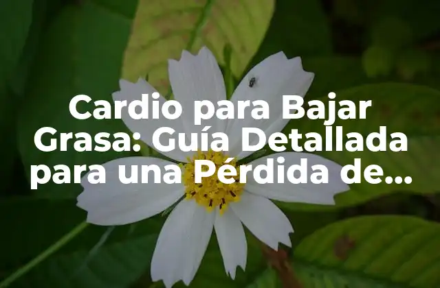 Cardio para Bajar Grasa: Guía Detallada para una Pérdida de Peso Saludable
