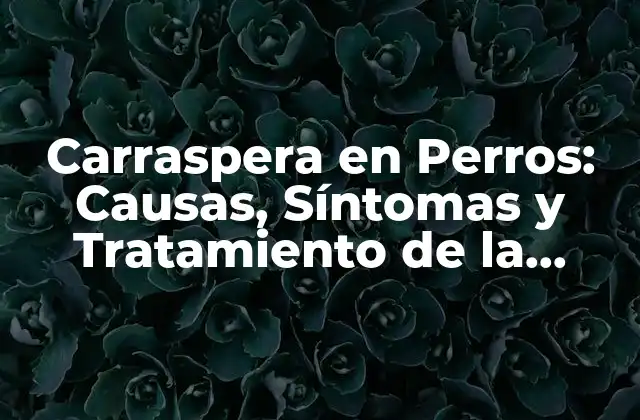 Carraspera en Perros: Causas, Síntomas y Tratamiento de la Carraspera Canina