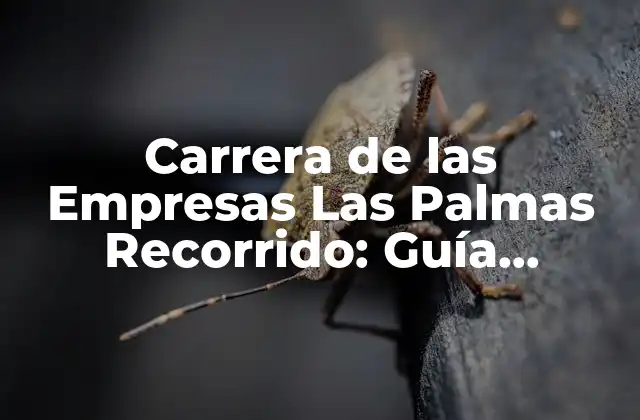 Historia de la Carrera de las Empresas Las Palmas Recorrido