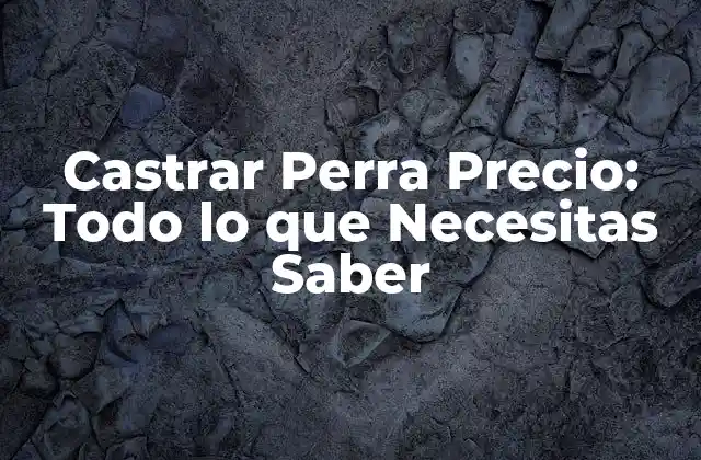 Castrar Perra Precio: Todo Lo que Necesitas Saber 2 ¿Por qué Castrar a una Perra es Importante?