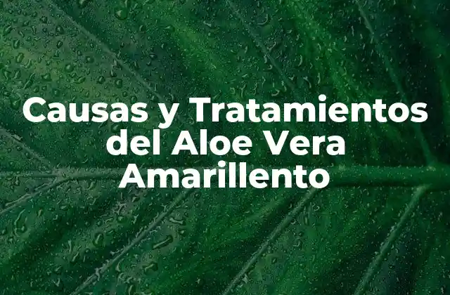 Causas y Tratamientos Del Aloe Vera Amarillento