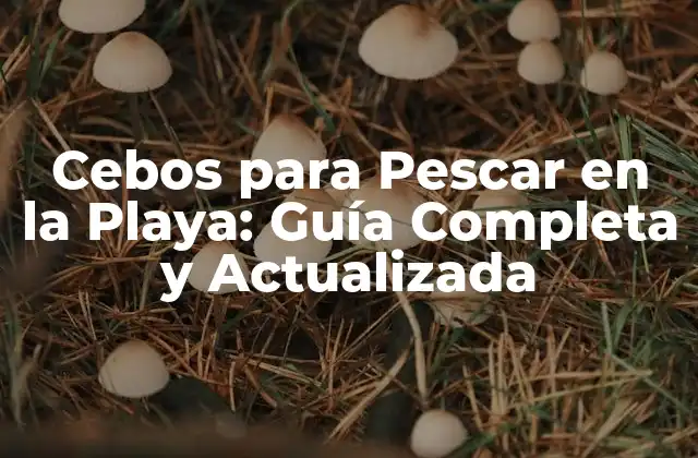 Cebos para Pescar en la Playa: Guía Completa y Actualizada