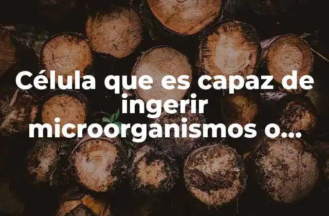 Célula que es Capaz de Ingerir Microorganismos o Partículas