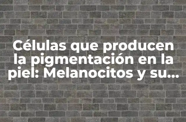 Células que Producen la Pigmentación en la Piel: Melanocitos y Su Función