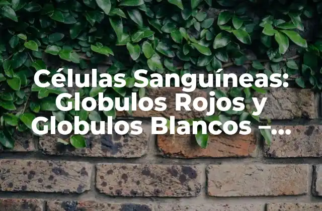 Células Sanguíneas: Globulos Rojos y Globulos Blancos – Funciones y Importancia