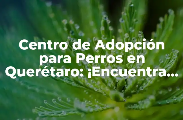 Centro de Adopción para Perros en Querétaro: ¡encuentra Tu Nuevo Mejor Amigo!