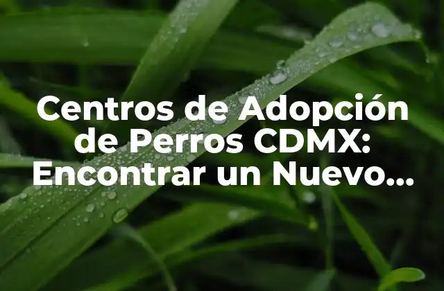 Centros de Adopción de Perros Cdmx: Encontrar un Nuevo Mejor Amigo