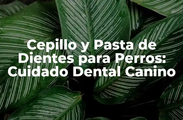 Cepillo y Pasta de Dientes para Perros: Cuidado Dental Canino
