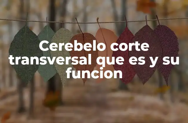 La importancia del corte transversal en la neuroanatomía