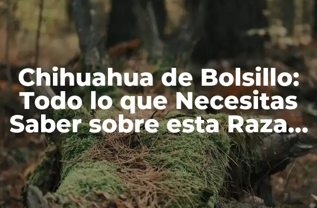 Chihuahua de Bolsillo: Todo Lo que Necesitas Saber sobre Esta Raza Canina