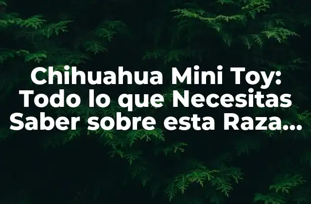 Chihuahua Mini Toy: Todo Lo que Necesitas Saber sobre Esta Raza de Perro