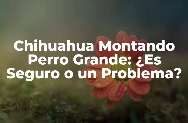Chihuahua Montando Perro Grande: ¿es Seguro o un Problema?