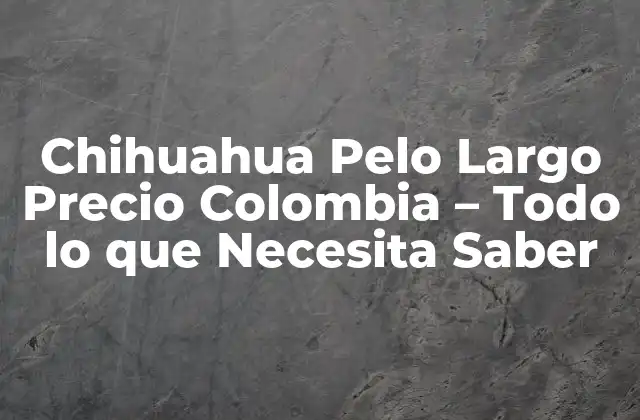 Chihuahua Pelo Largo Precio Colombia – Todo Lo que Necesita Saber