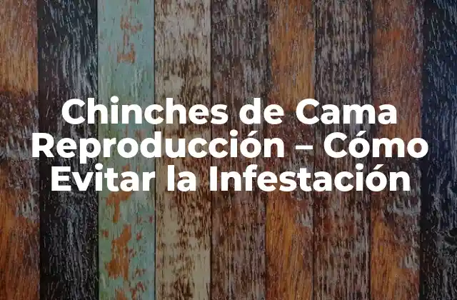 Cómo se Reproducen las Chinches de Cama