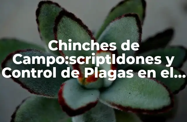 Chinches de Campo:scriptidones y Control de Plagas en el Campo