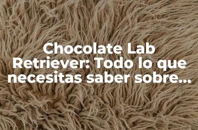 Chocolate Lab Retriever: Todo Lo que Necesitas Saber sobre Esta Raza de Perro