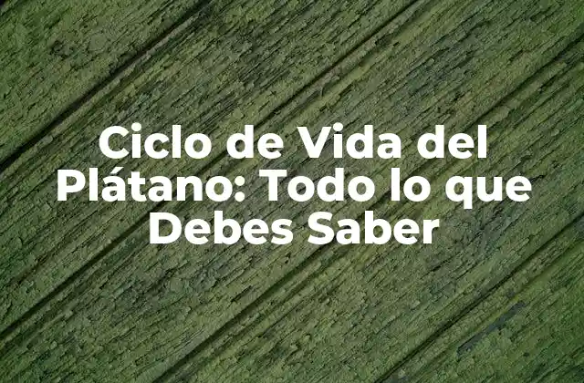Ciclo de Vida Del Plátano: Todo Lo que Debes Saber