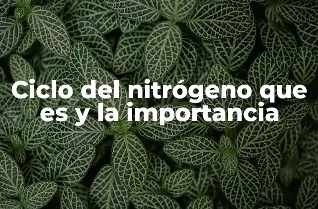 Ciclo Del Nitrógeno que es y la Importancia