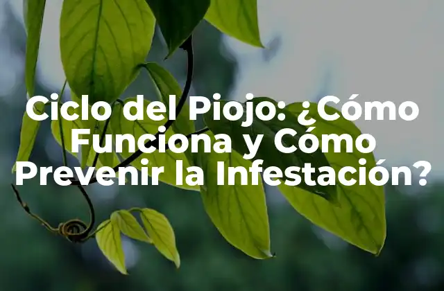 Ciclo Del Piojo: ¿cómo Funciona y Cómo Prevenir la Infestación?
