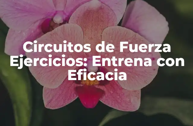 Circuitos de Fuerza Ejercicios: Entrena con Eficacia 2 ¿Qué son los Circuitos de Fuerza Ejercicios?