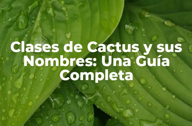 Clases de Cactus y Sus Nombres: una Guía Completa