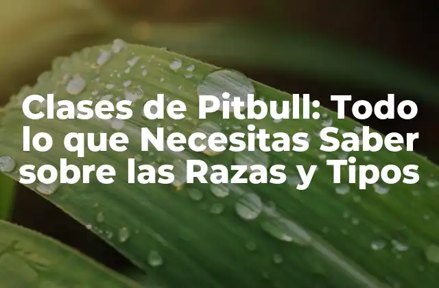 Clases de Pitbull: Todo Lo que Necesitas Saber sobre las Razas y Tipos