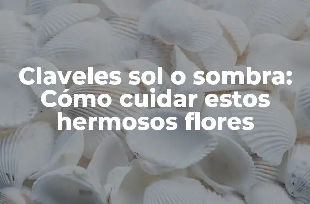Claveles Sol o Sombra: Cómo Cuidar Estos Hermosos Flores