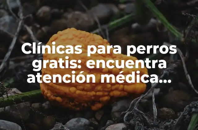 Clínicas para Perros Gratis: Encuentra Atención Médica Gratuita para Tu Mascota
