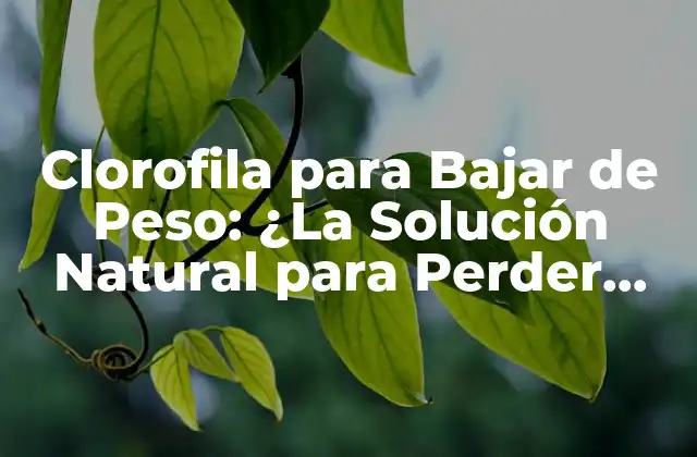 Clorofila para Bajar de Peso: ¿la Solución Natural para Perder Kilos?