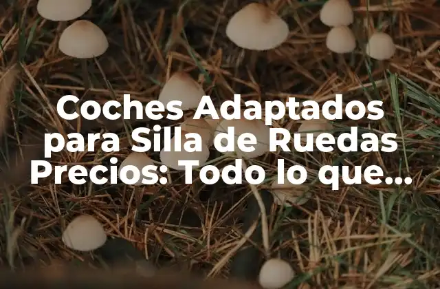 Coches Adaptados para Silla de Ruedas Precios: Todo Lo que Debes Saber 2 Características de los Coches Adaptados para Silla de Ruedas