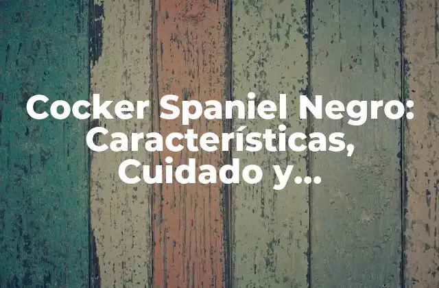 Cocker Spaniel Negro: Características, Cuidado y Adiestramiento